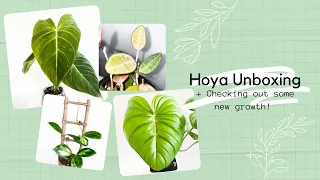 Wishlist Hoya Unboxing + New growth on my Hoyas, Philodendrons, Anthuriums and More!