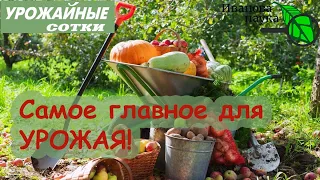 Что сейчас сделать в саду и огороде для большого и вкусного урожая.