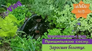 Краснокнижник в саду. Прищипывание сосны. Заросшее болотце.