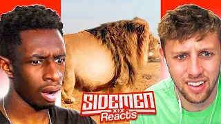 REACTING TO SIDEMEN REACTS TO WORLDS FATTEST ANIMALS!!