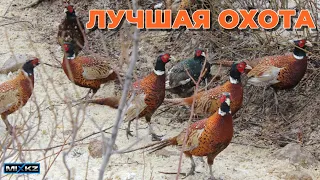 Дуплеты из фазанов! Фазаны один за одним взлетали и ...! коллективная охота на фазана, зимняя охота