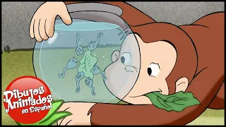 Jorge el Curioso en Español 🐵 Descubre los Renacuajos 🐵 Episodio Completo 🐵 Caricaturas Para Niños