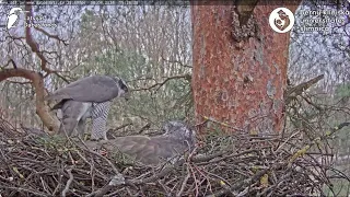 Rio aprauga Pērli Latvijas Dabas fonds Vistu vanags (Accipiter gentilis) BKUS teritorijā – 2. ligzda