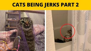 Hilarious Pics That Prove Cats Are The Biggest Jerks Part 2