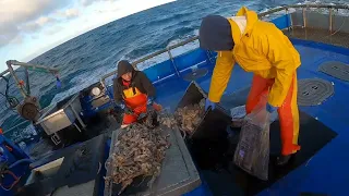 (2024) Commercial Crab Fishing. Doing Bait during rough weather. North West Coast Vietnamese