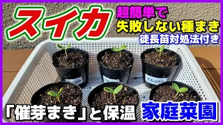 【スイカ】家庭でできる簡単で失敗しない種まきと保温法　徒長苗の対処　発芽が揃う催芽まき　大玉スイカ　夏武輝　スイカ栽培　マロ夫とマロの楽しい家庭菜園／貸し農園　家庭菜園