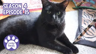 Ditto’s New Spot, A New Food Schedule, Brushing The Cats * S4 E15 * Cat Vlog
