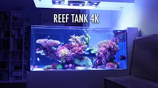 10 Min REEF TANK in 4k - Shallow coral aquarium