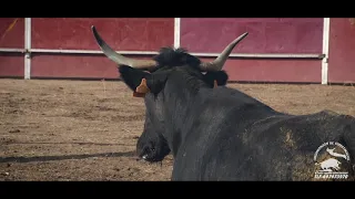 Promo vídeo Recortadores Arte Charro Espectáculos