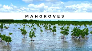 Planting a Mangrove Forest with Oceanium in Senegal | The Meridian Expedition