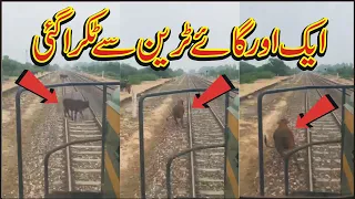 Big cow hit with fastest train Green Line express near Sahiwal Pakistan