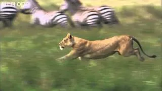 HD Lioness Hunts Zebra Nature's Great Events The Great Migration BBC One