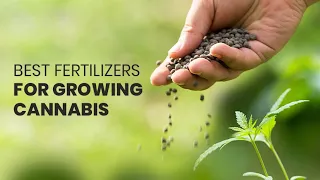 The Most Popular Fertilizers for Growing Cannabis