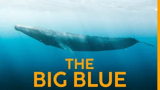 This is One of the RAREST Whales on Earth!