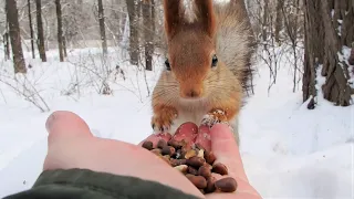 Белка и кедровые орехи / Squirrel and cedar nuts