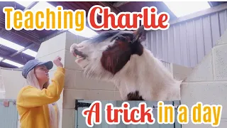 How To Teach Your Horse A Trick In 24 Hours| Lock Down Day 6 | Lilpetchannel