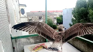 Птенец чайки готов к первому полёту. 22 дня жизни с людьми