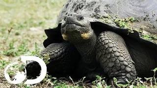 The Biggest Tortoise In the World | Big Pacific