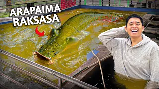 KOLAM RENENG DISINI ISINYA IKAN MONSTER ARAPAIMA GIGAS!