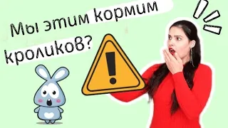 Чем кормить декоративного кролика? Какой корм лучше для декоративного кролика?