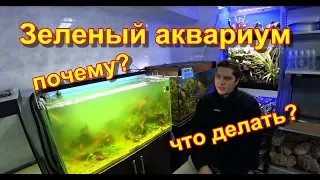 Зеленый аквариум. Почему, что делать?