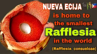 Nueva Ecija is Home to the Smallest Rafflesia in the World