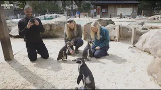 Meet the Penguins at ZSL London Zoo