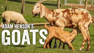 My Guide to Keeping Goats - Things to Know Before You Buy! - Adam Henson - EP8