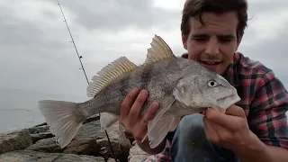 Drop Shot Jetty Fishing: Black Drum on Shrimp