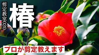 ツバキの剪定方法の解説。椿と山茶花の違いや、花を咲かせる剪定の基本ルール。剪定教室020。剪定の季節、最適な時期やNG事項についても説明しています。