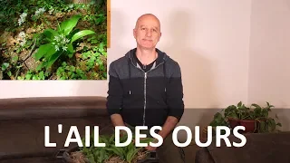 Ail des ours : détox, problèmes de peau, protection cardiovasculaire