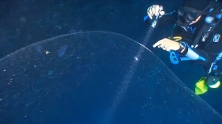 Giant Ball of Squid Mucus Discovered by Divers | National Geographic