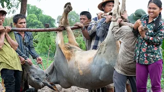 Cooking Whole OX (Has A Liver) 450 KG Dried Black Soup To make Donation with 54 Families in Village