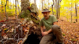 A Bear Den beside my Workshop in the Forest