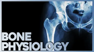 Anatomy and Physiology of Bone | Corporis