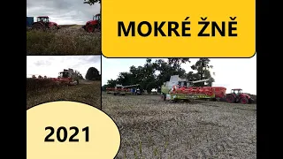 mokré žně 2021 /2x claas tucano /sklizeň řepky / REAL AGRO