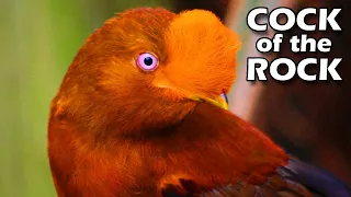 Cock of the Rock Facts: it's a BIRD 🪨 Animal Fact Files