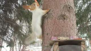 Белка узнала и бежит за морковкой - The squirrel recognized me and runs after the carrot