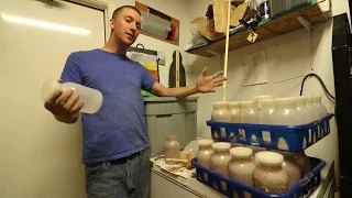 Gourmet Mushroom Bottle Trials with Lions Mane Mushrooms