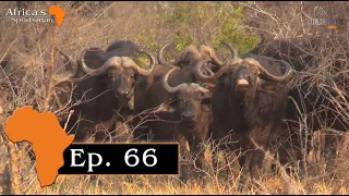 Buffalo Hunt with .450 Rigby, Ep. 66