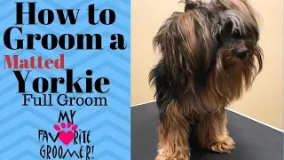 Grooming a Matted Yorkie