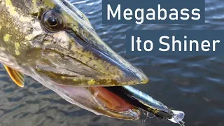 Обзор воблера Megabass Ito Shiner