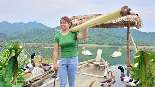 Grow cucumbers, take forest bananas as food for ducks. The girl's new life on the lake.