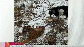 Амурский тигр и козел: Дружба