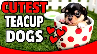 Top 15 Cutest Teacup & Minature Dog Breeds | Smallest Dogs 😍