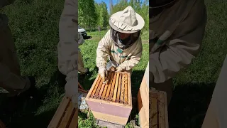 Замена рамок , против роения ! #пчеловодство #beekeeper #пчёлы #bee #2024 #beekeeping #honey