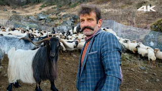 Turkish Shepherd's Herd and Shepherd Dogs | Documentary