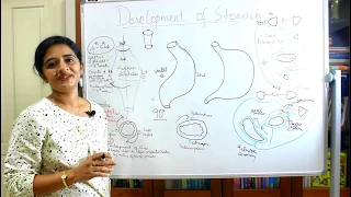 DEVELOPMENT OF THE STOMACH-DEVELOPMENT OF THE GIT-PART 4-DR ROSE JOSE MD