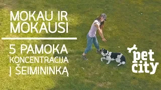 5 Dresavimo pamoka - koncentraciją į šeimininką