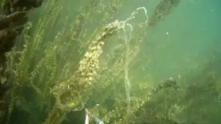 Много рыбы Гусиное озеро Бурятия